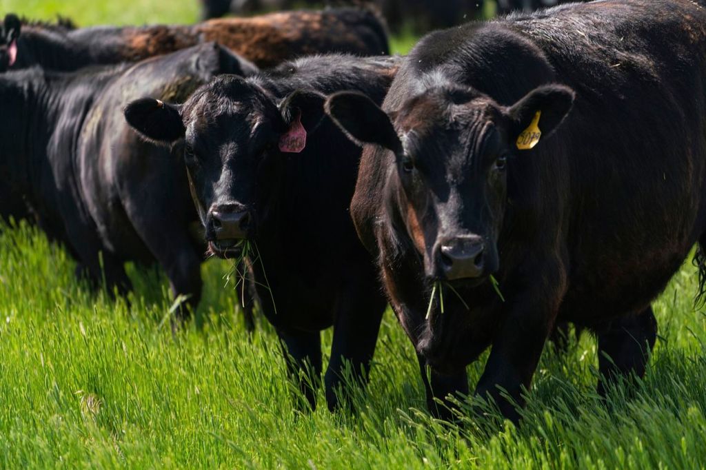 Full Circle Ranches – Micro-local Sonoma County Meats